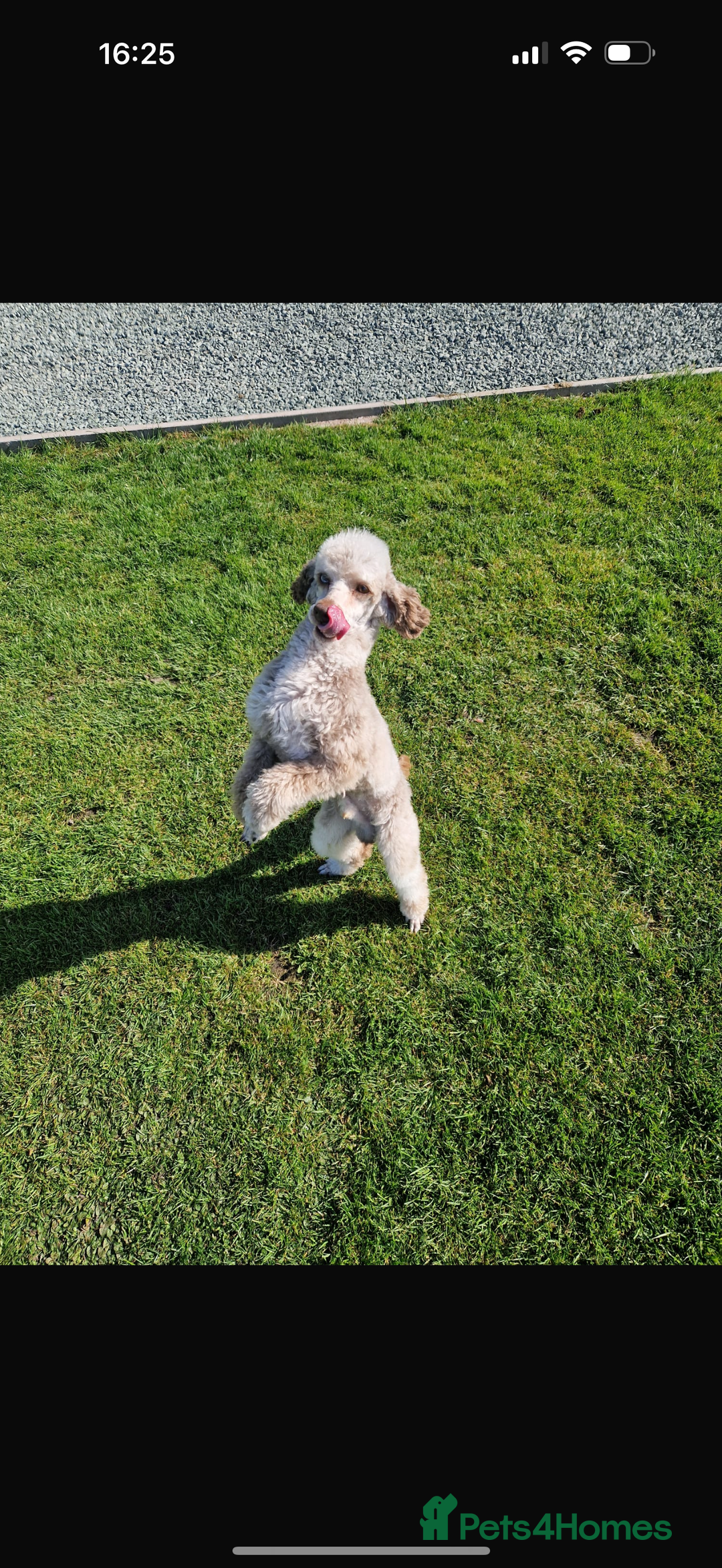 Shihpoo dogs for sale: Shipoos  - Image 13
