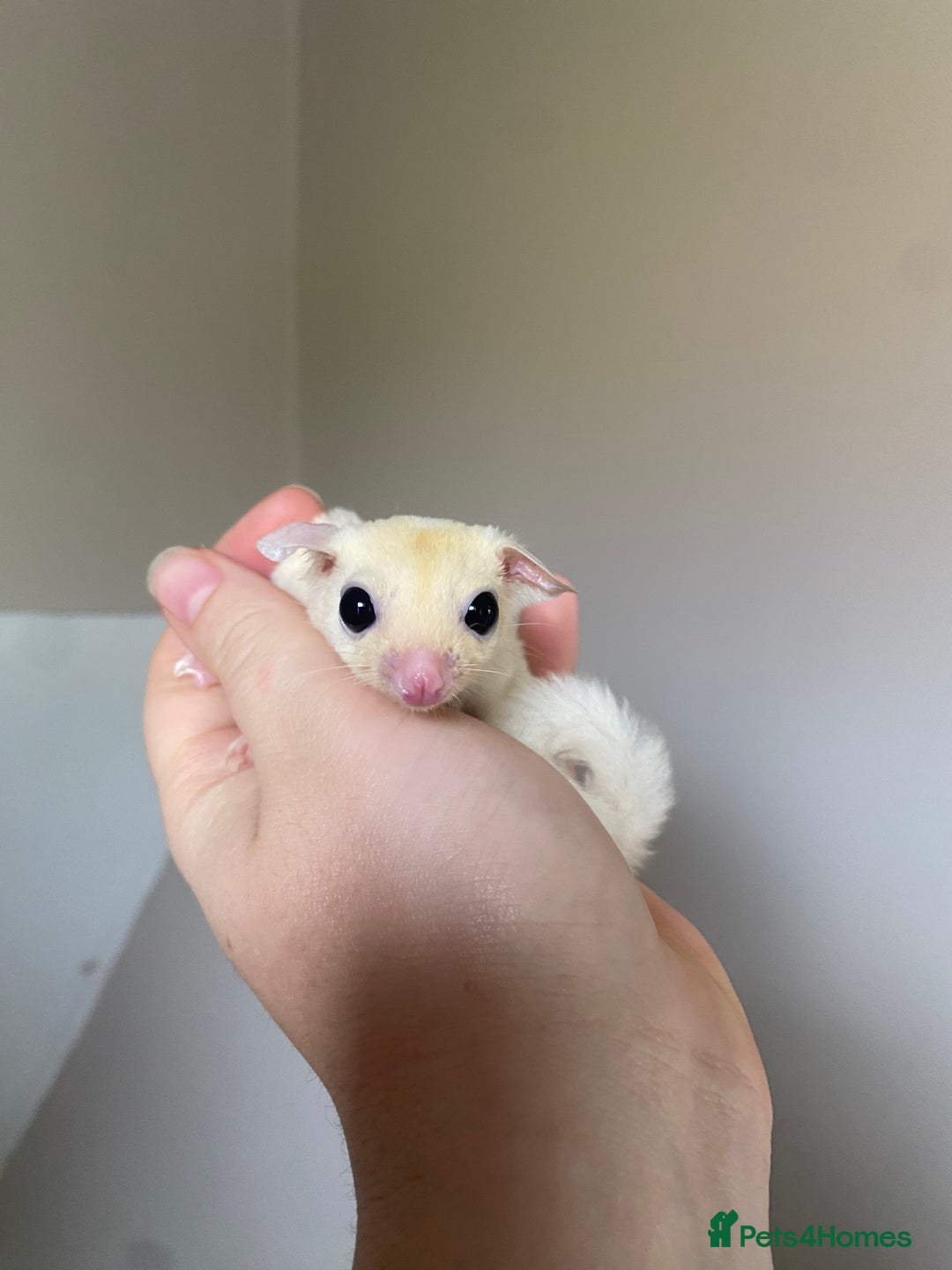 Sugar Glider rodents for sale: Leu male joey ready now  in Wolverhampton - Image 2