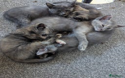 Russian Blue cats for sale: RUSSIAN DOLL'S russian blue X ragdoll kittens  - Image 1