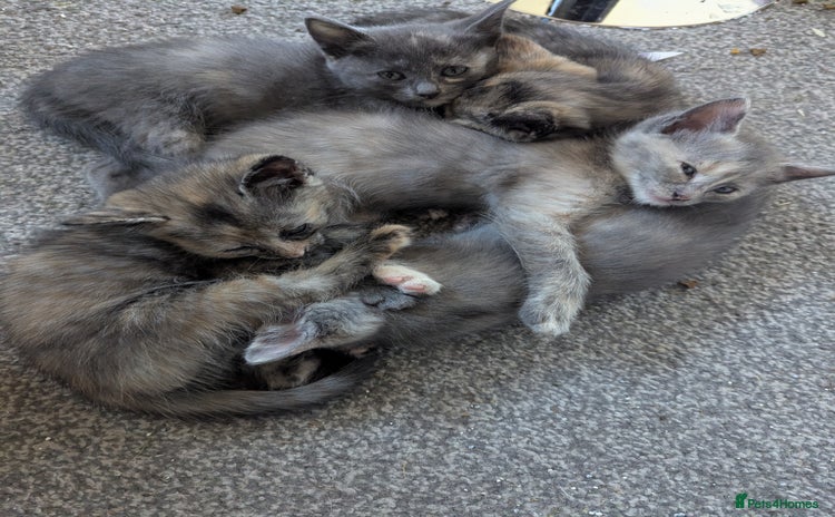 Russian Blue cats - Advert 10