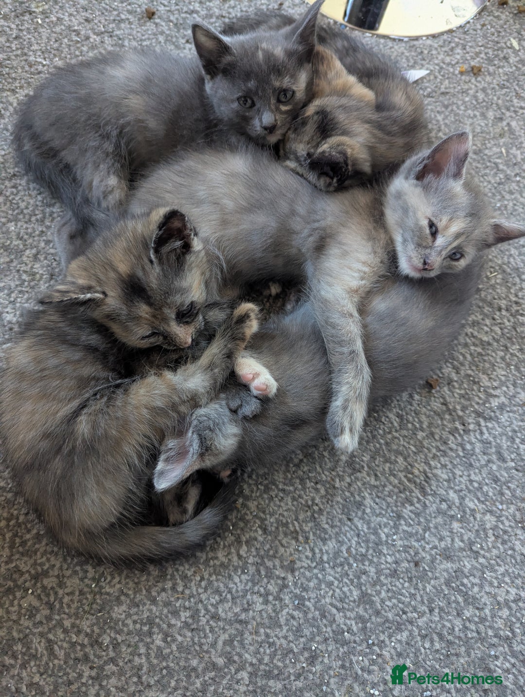 Russian Blue cats for sale: RUSSIAN DOLL'S russian blue X ragdoll kittens  - Image 1