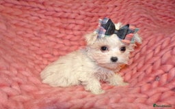 Maltipoo dogs for sale: *Micro Tiny F1 Maltese x Toy Poodle Maltipoo Pup* - Image 2