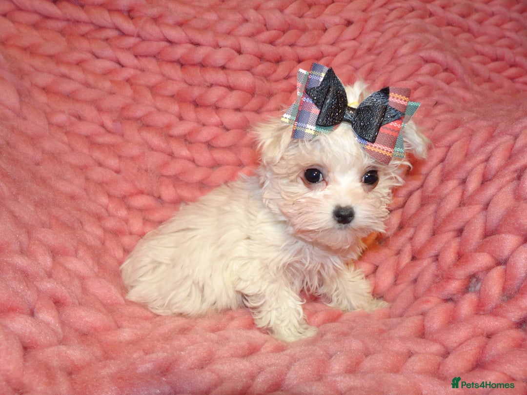 Maltipoo dogs for sale: *Micro Tiny F1 Maltese x Toy Poodle Maltipoo Pup* - Image 2