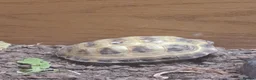 Tortoise reptiles for sale: Horsefield tortoises - Advert 2