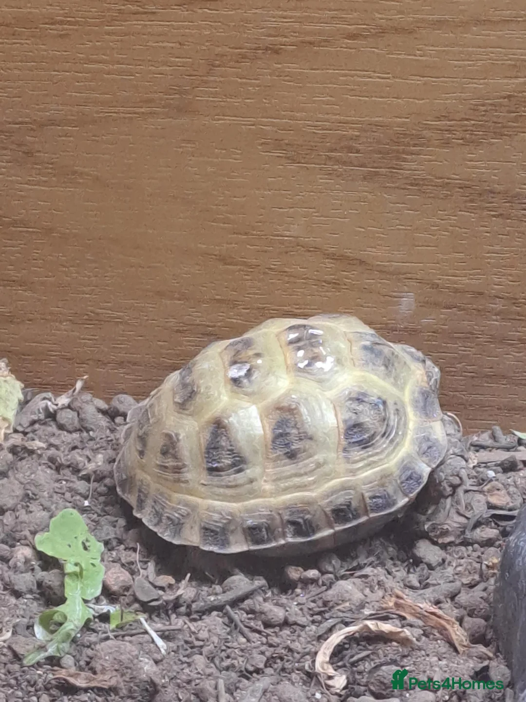 Tortoise reptiles for sale: Horsefield tortoises - Advert 2