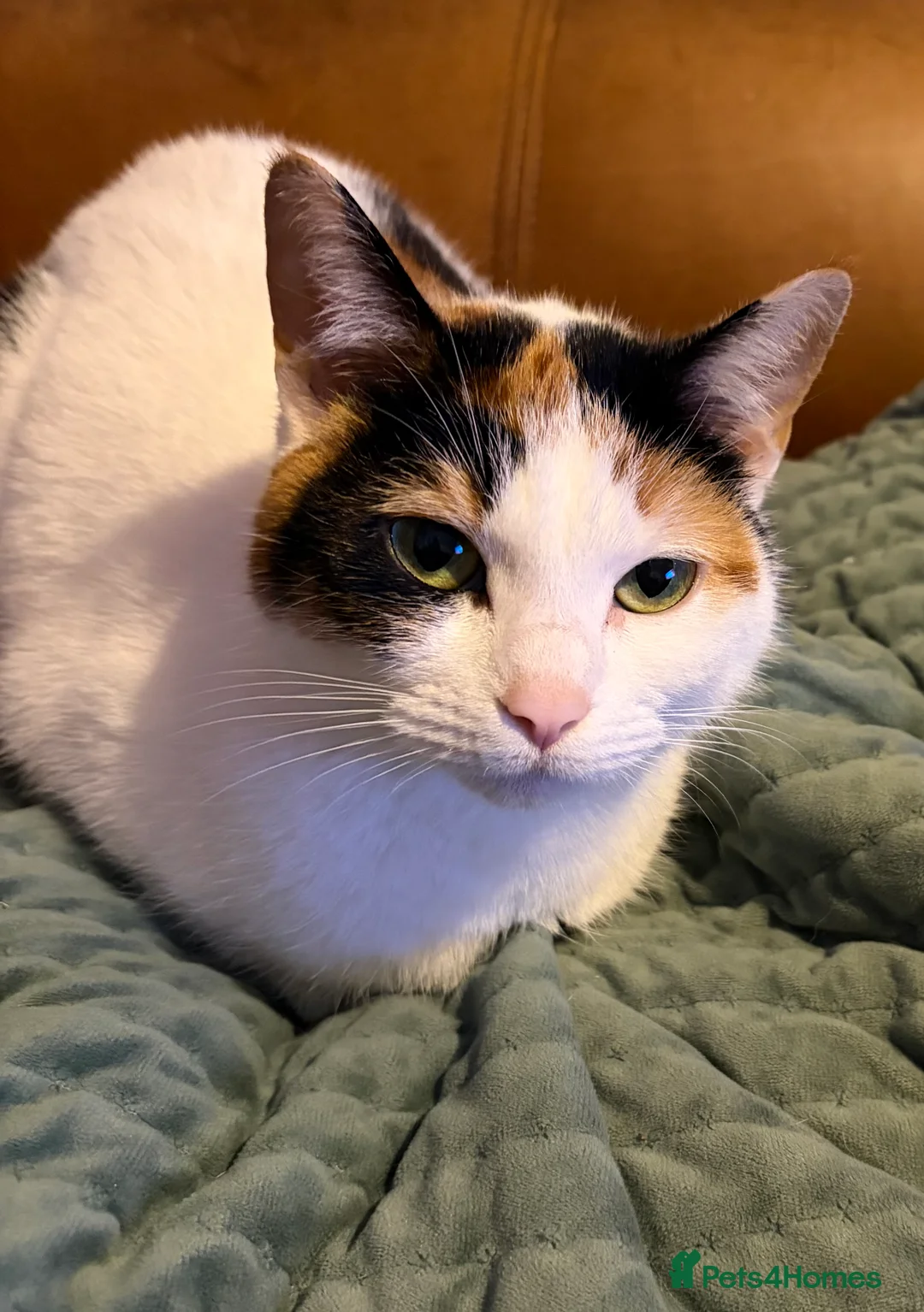 Mixed Breed cats for sale: Female cat nearly one year old in Accrington - Advert 2