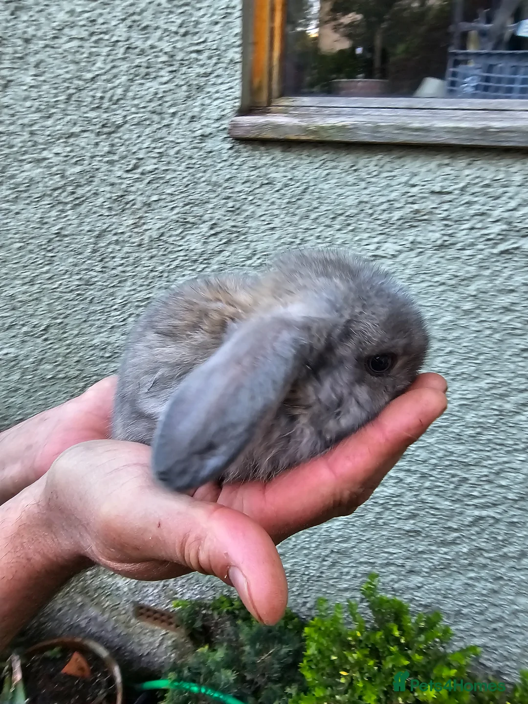 Mini Lop rabbits for sale: 2 female mini lop - Advert 2