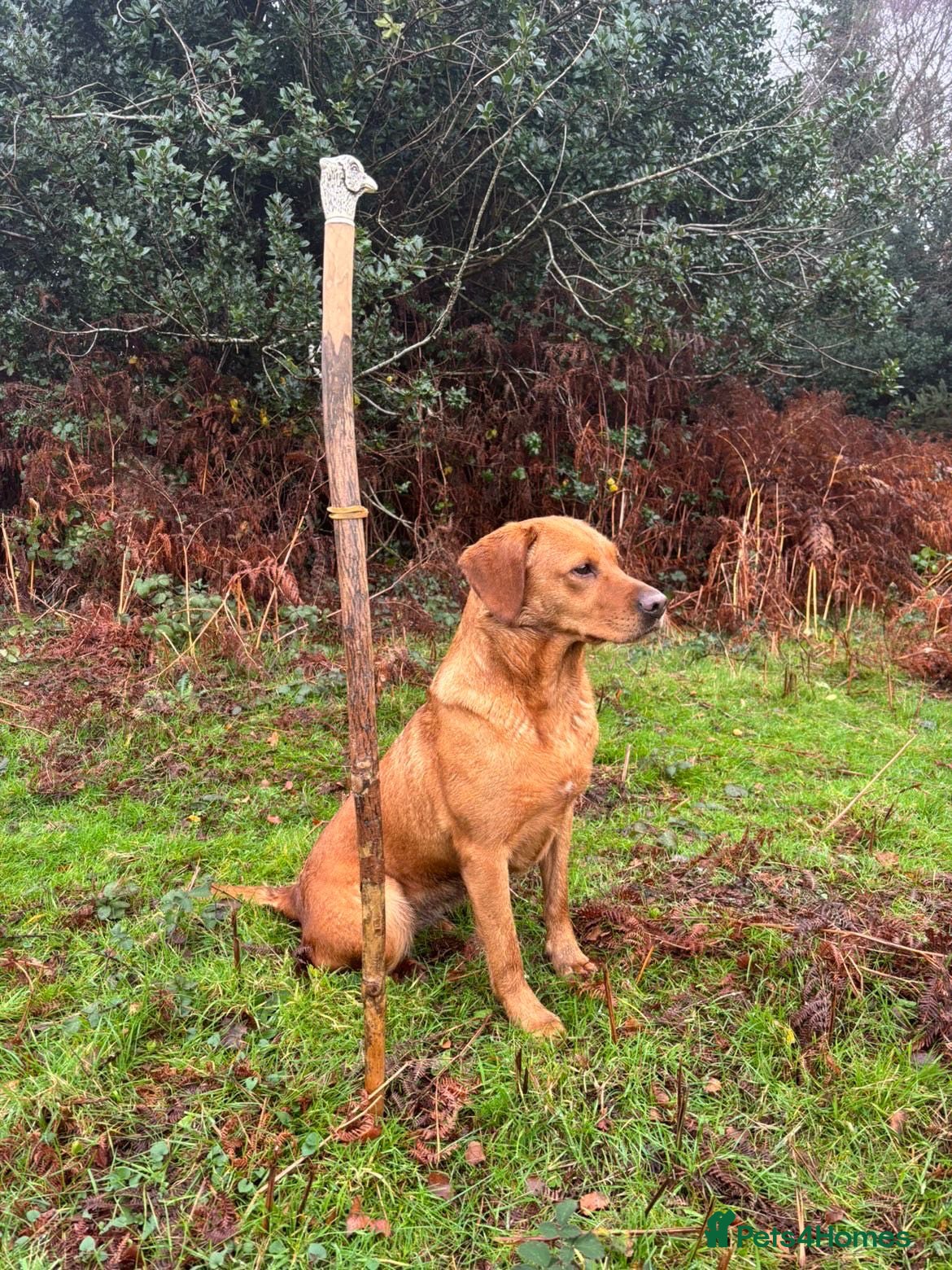 Labrador Retriever dogs LAST 2 - KC Registered Fox Red Labrador  - Advert 11