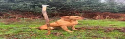 Labrador Retriever dogs for sale: KC Registered Fox Red Labrador  - Advert 15