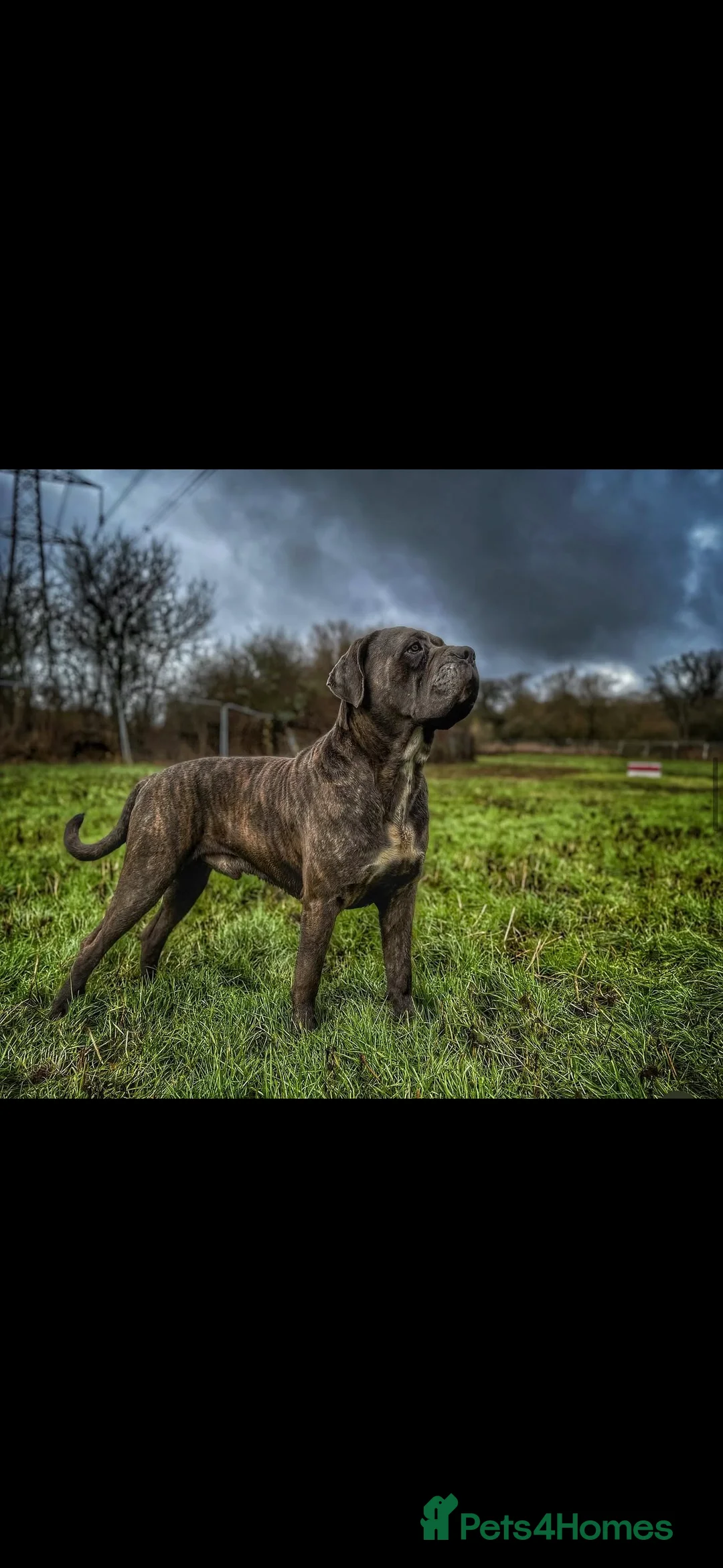 Cane Corso dogs for sale: Stunning cane corso puppy’s  - Advert 6