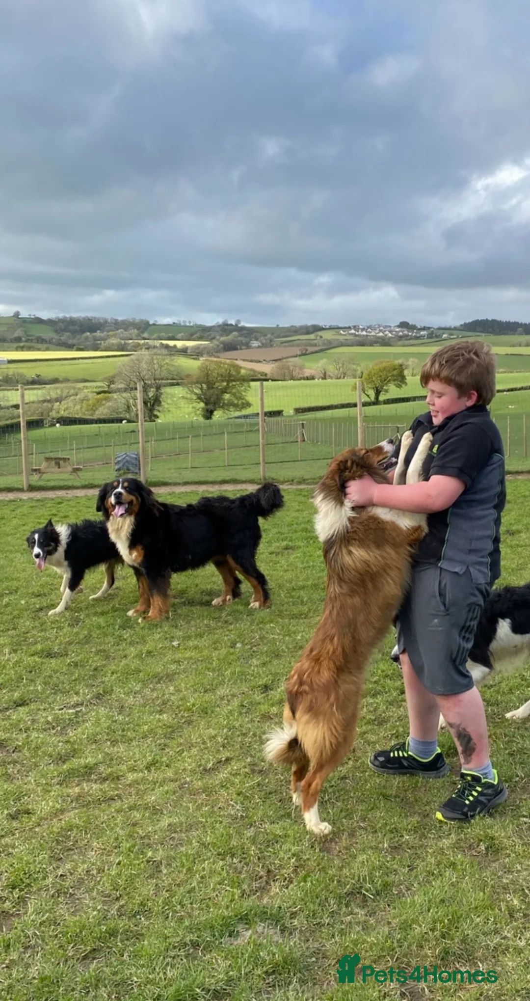 Bernese Mountain Dog dogs for sale: Stunning boys and girls - Advert 2