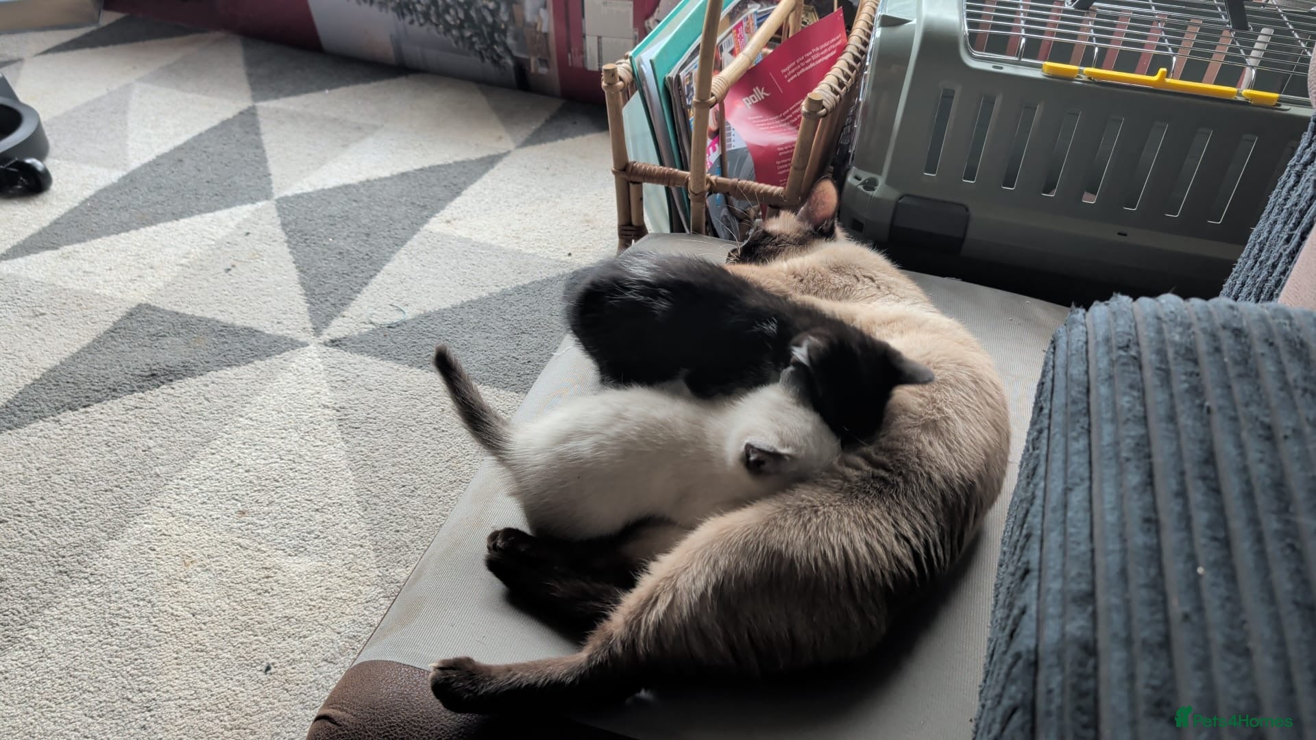 Mixed Breed cats for sale: Siamese Cross Ragdoll kittens plus black/white - Advert 12