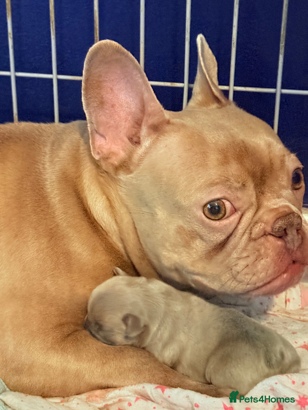 French Bulldog dogs for sale: French Bulldog Pups - Blue & New Shade Isabella 🐾 - Advert 4