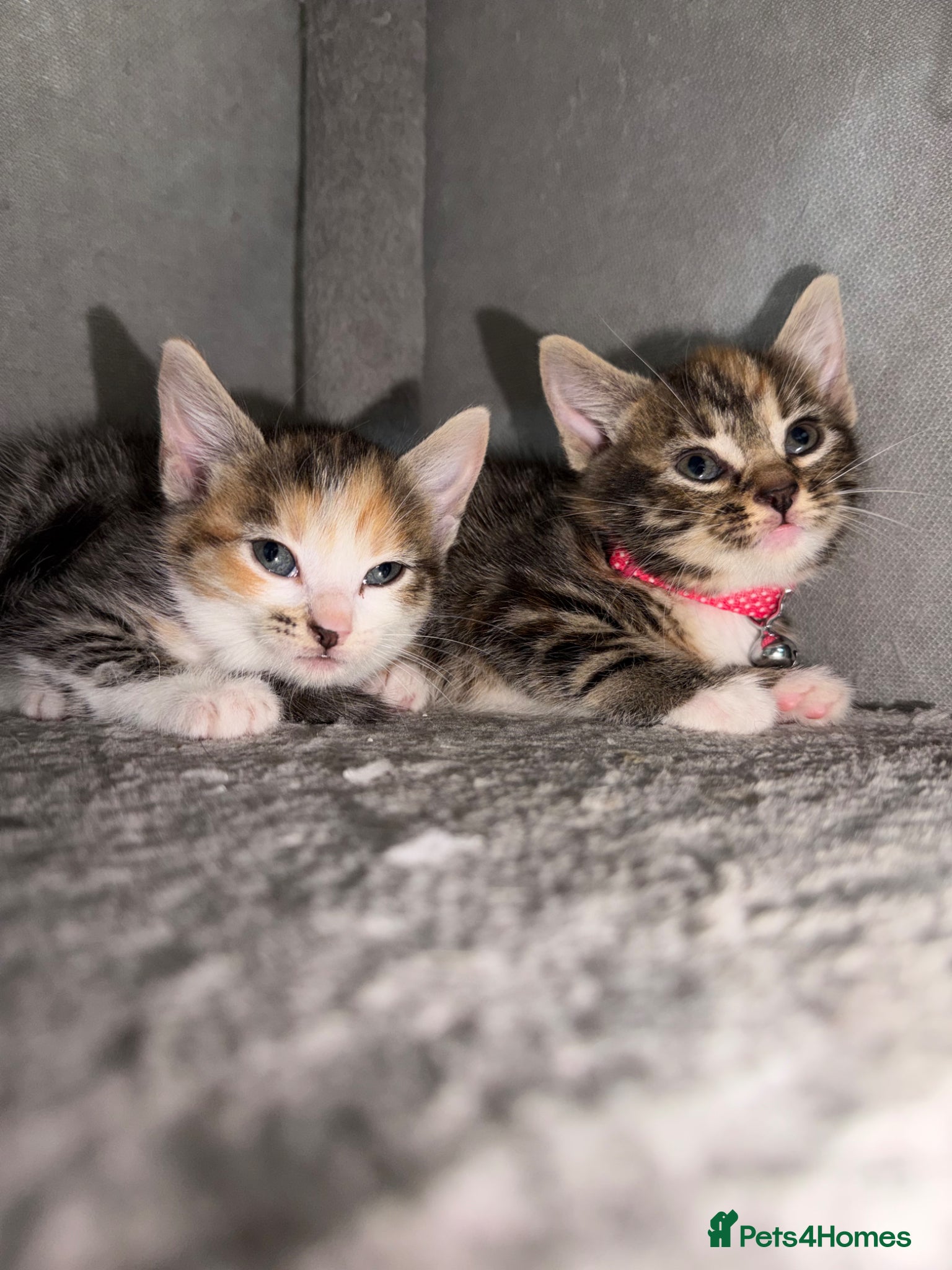 Mixed Breed cats 💗Cuties ready to reserve💗 - Advert 10