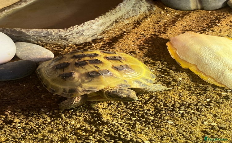 Tortoise reptiles - Advert 3