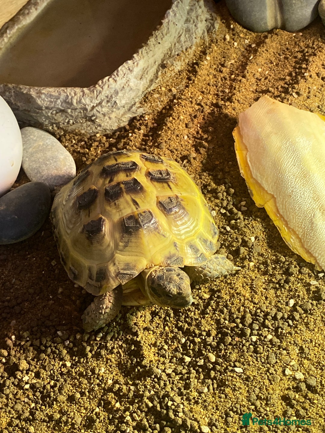 Tortoise reptiles for sale: Tortoise Russian Horsefield - Image 1