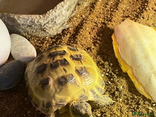 Tortoise reptiles - Advert 30