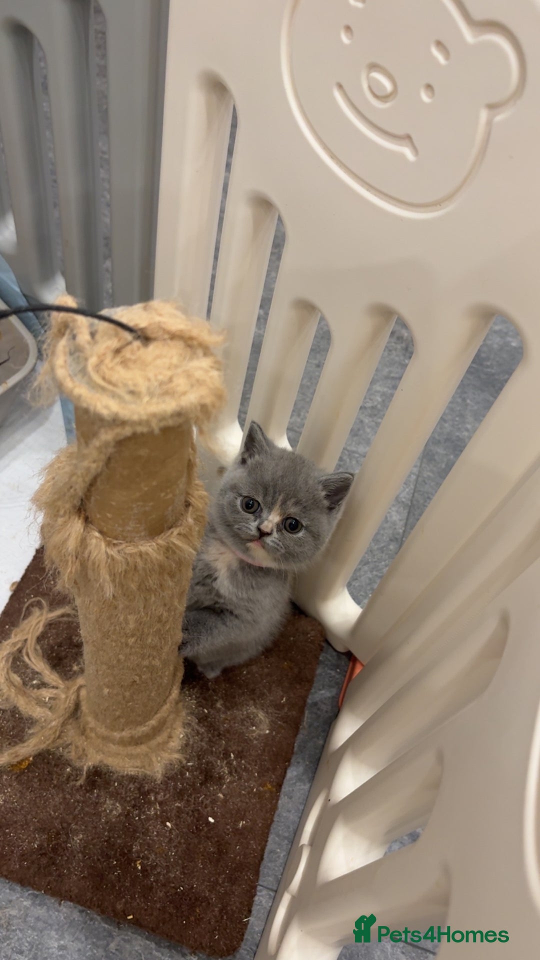 British Shorthair cats for sale: BSH kittens for sale from pedigree parents - Advert 34