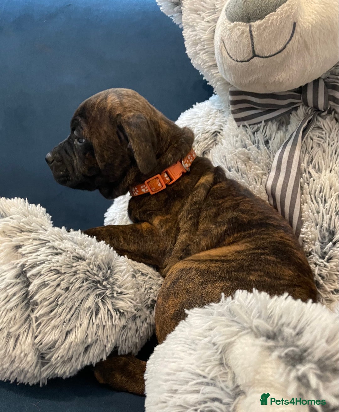 Staffordshire Bull Terrier dogs for sale: 🏅🏆 CHAMPION PLAY BOY STAFFY PUP LAST BOY!! - Image 8