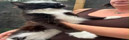 Maine Coon cats for sale: Smoke kitten 5 months old - Advert 14