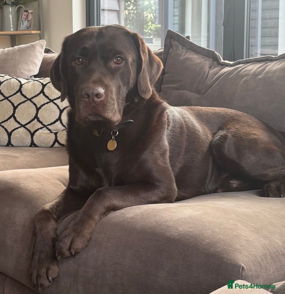 Labrador Retriever dogs KC registered chocolate Labrador puppies 🐾  - Advert 2