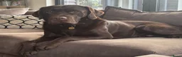 Labrador Retriever dogs for sale: KC registered chocolate Labrador puppies 🐾  - Advert 2