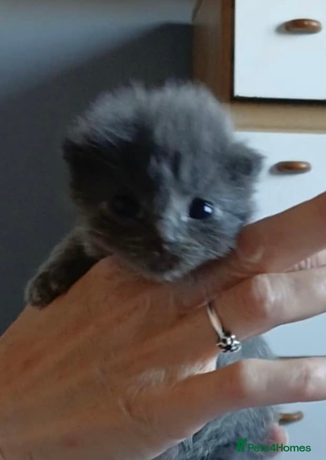 Ragdoll cats for sale: 3 blue lynx and 1  blue Ragdoll x Bengal kittens  - Image 10