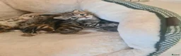Bengal cats for sale: Kittens x bengal  - Advert 4
