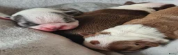 Boston Terrier dogs for sale: Beautiful Boston terrier pups  - Advert 6