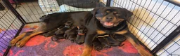 Rottweiler dogs for sale: KC Rottweiler Pups! READY NOW! ONLY 2 BOYS LEFT!  - Advert 1