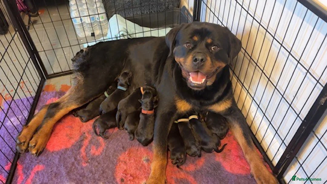 Rottweiler dogs for sale: KC Rottweiler Pups! READY NOW! ONLY 2 BOYS LEFT!  - Advert 1