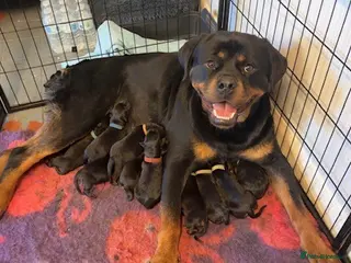 Rottweiler dogs Fully KC Registered Rottweiler Puppies READY NOW - Advert 14