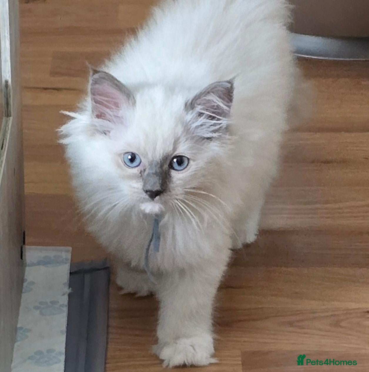 Ragdoll cats Gorgeous Princes Ragdoll Girl – Last One Remaining - Advert 2