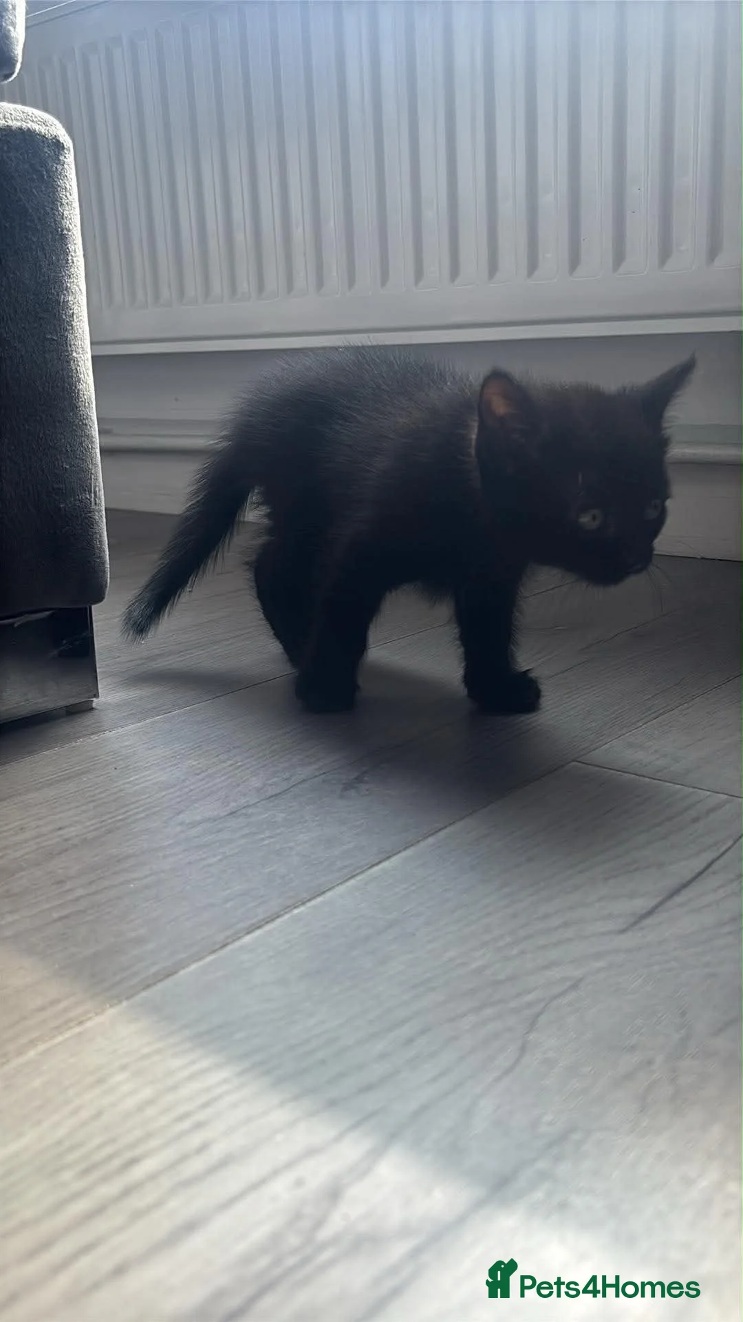 British Shorthair cats for sale: 5 beautiful kittens  - Advert 5