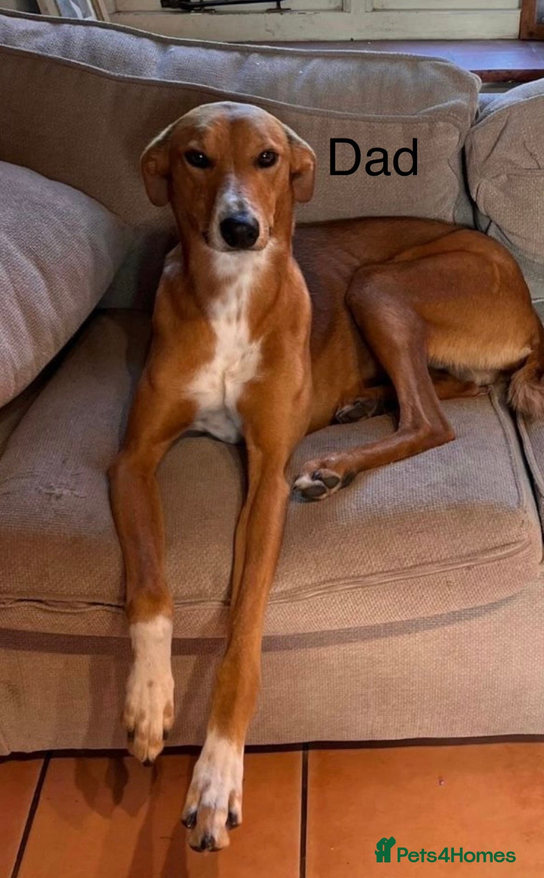 Mixed Breed dogs for sale: lurcher x Vizsla  - Image 3