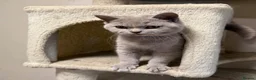 British Shorthair cats for sale: Stunning Lilac & Cream Tortie British Shorthair - Advert 5