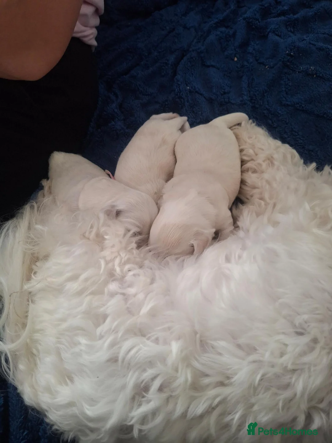 Mixed Breed dogs for sale: Maltese x Havanese Puppies - Advert 4