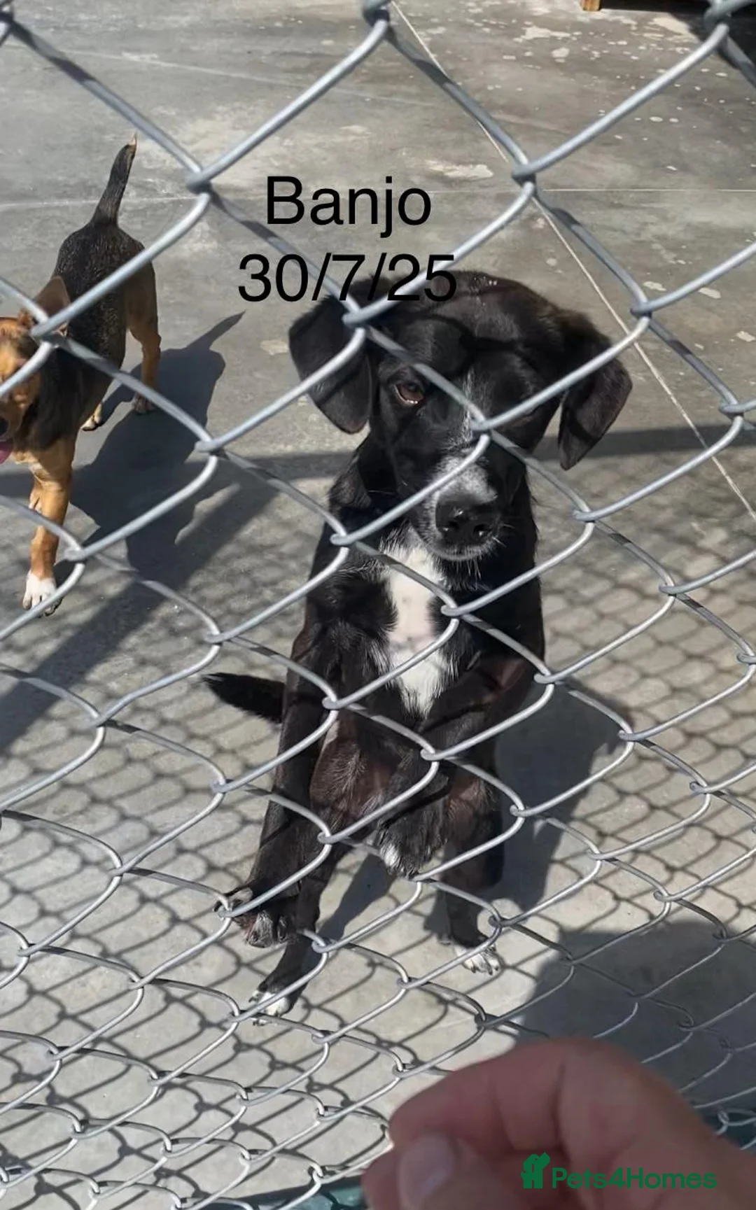 Mixed Breed dogs for adoption: Banjo, 1 yr approx. Available for adoption. - Advert 23