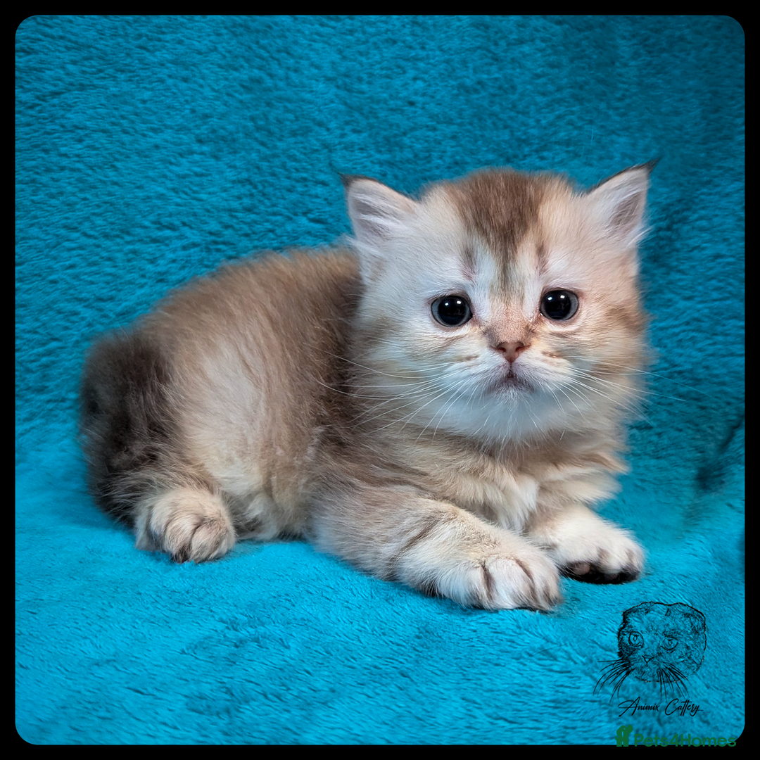 Scottish Fold cats for sale: TICA Registered Scottish kittens - Image 8
