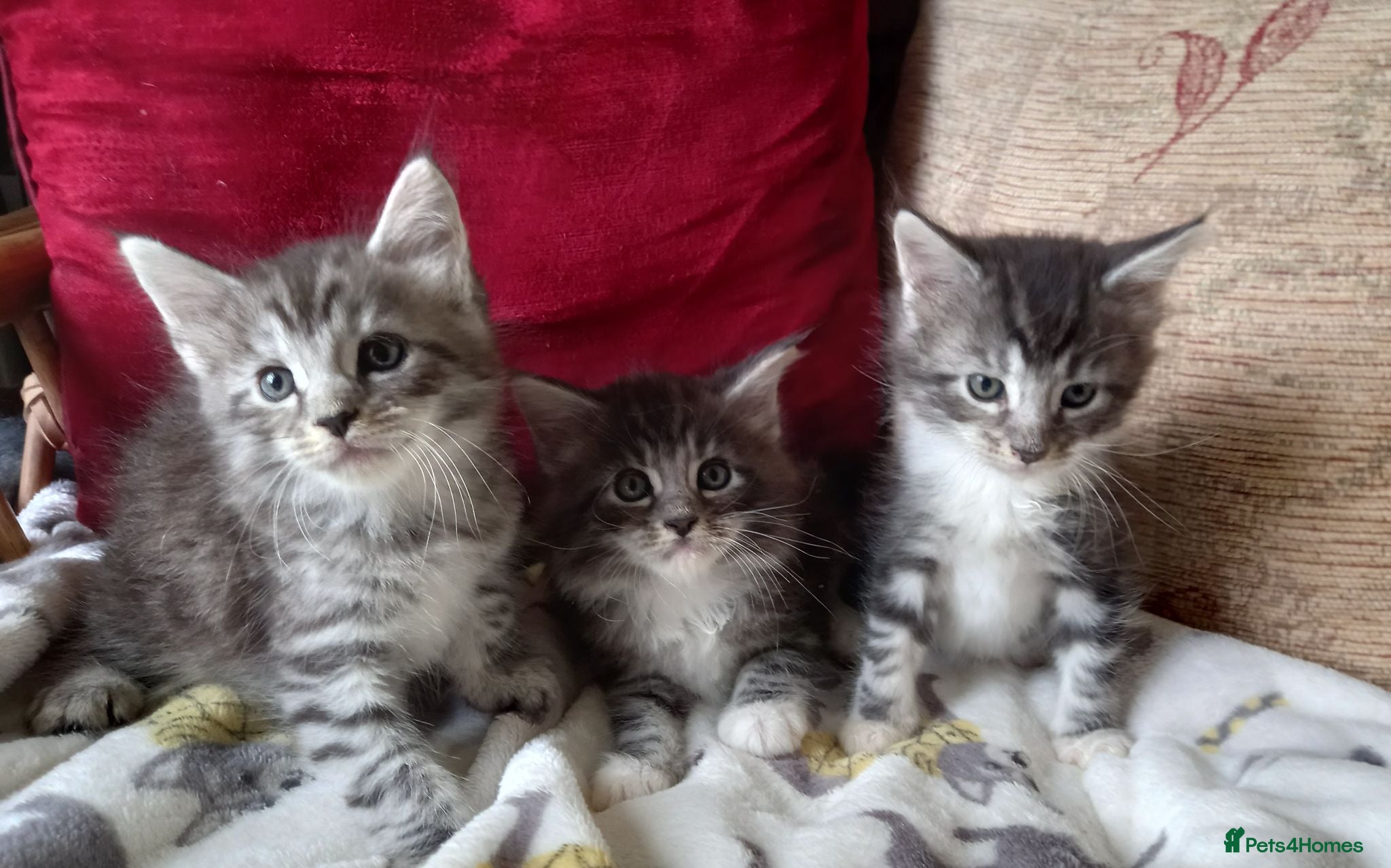 Maine Coon cats 3/4 mainecoon  kittens for sale  - Advert 1