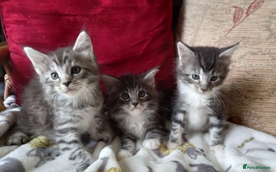 Maine Coon cats for sale: 3/4 mainecoon  kittens for sale  - Advert 1