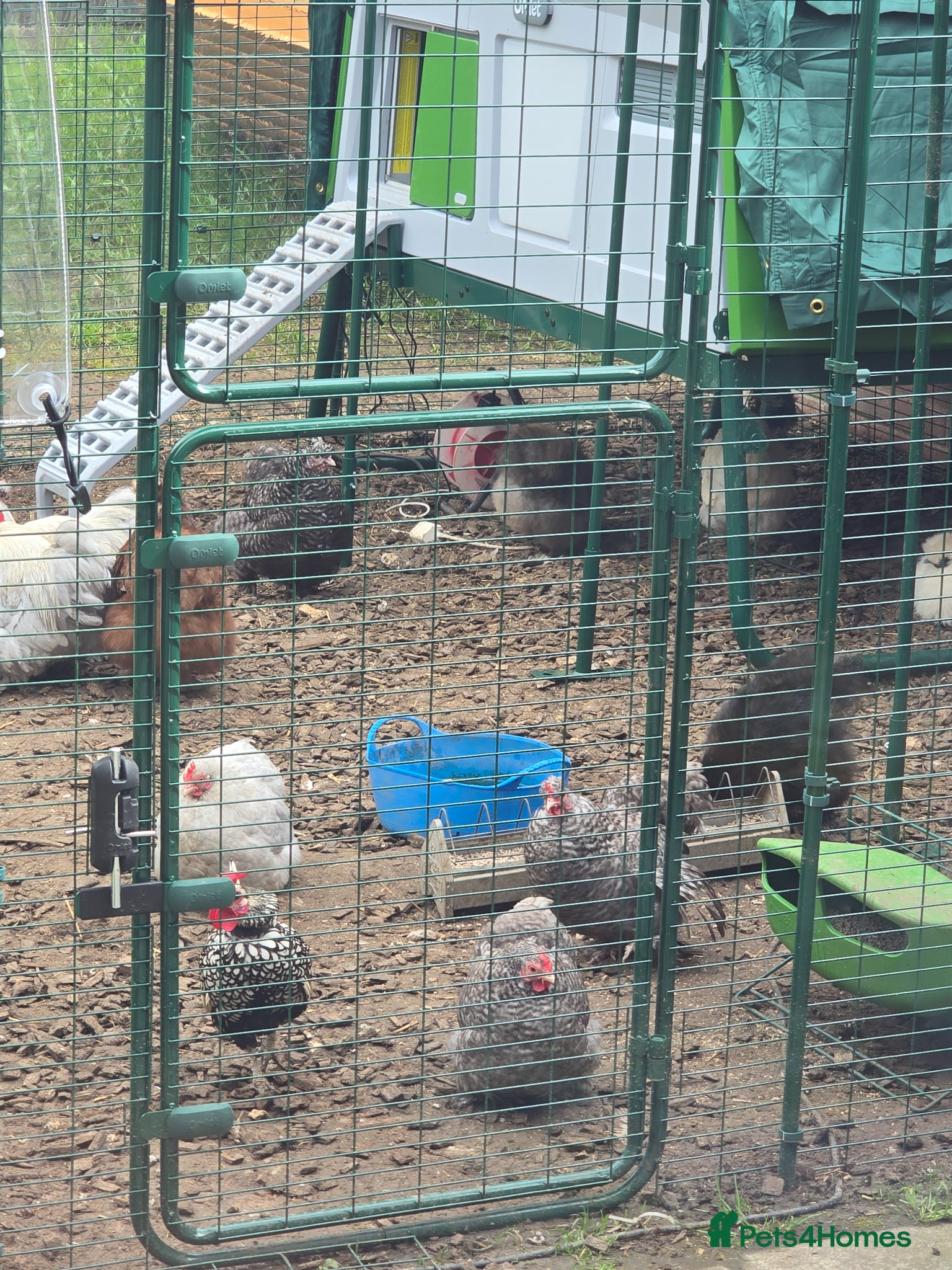 Chickens poultry Bantams, Silkies x seebright  - Advert 5