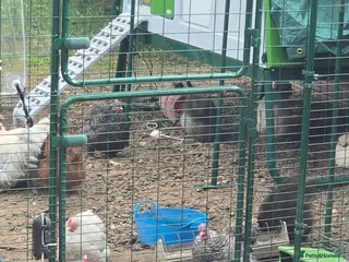 Chickens poultry Bantams, Silkies x seebright - Advert 5