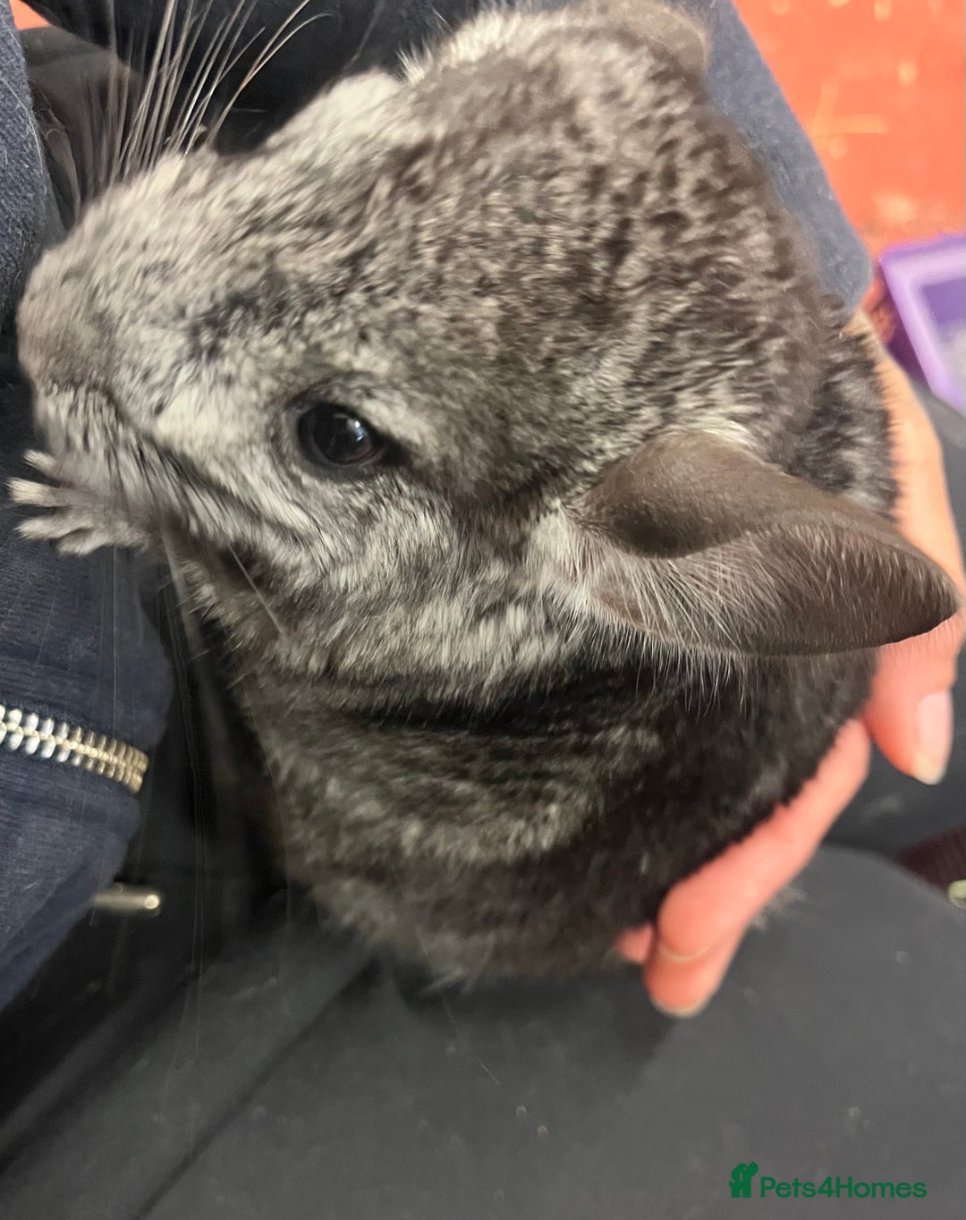 Chinchilla rodents for sale: Chinchilla kits (Dorset) - Image 6