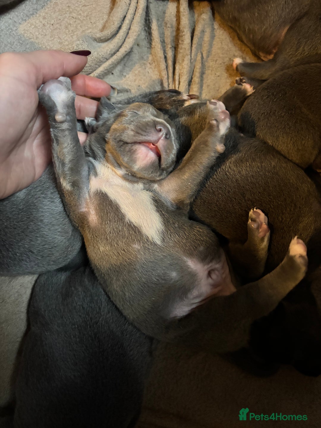 Staffordshire Bull Terrier dogs for sale: Gorgeous Staffordshire bull terrier puppies  - Advert 10