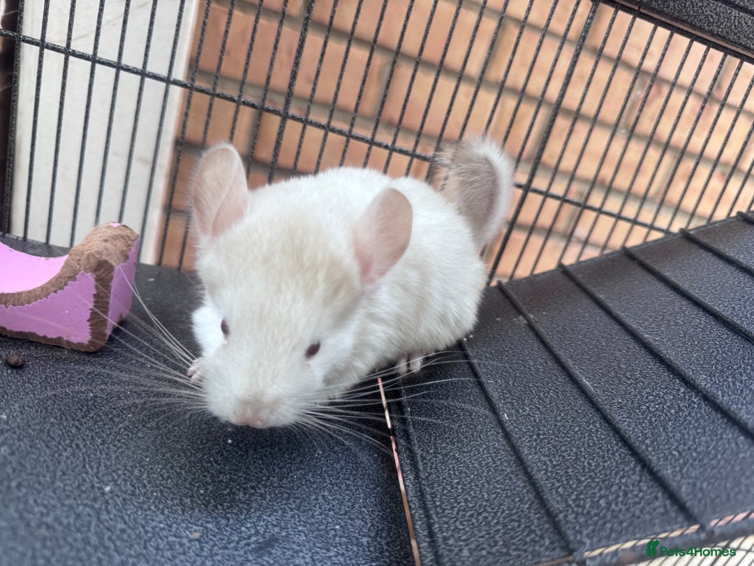 Chinchilla rodents for sale: Chinchilla male - Image 3