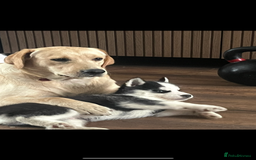 Siberian Husky dogs for sale: Beautiful Siberian husky puppies - Image 14
