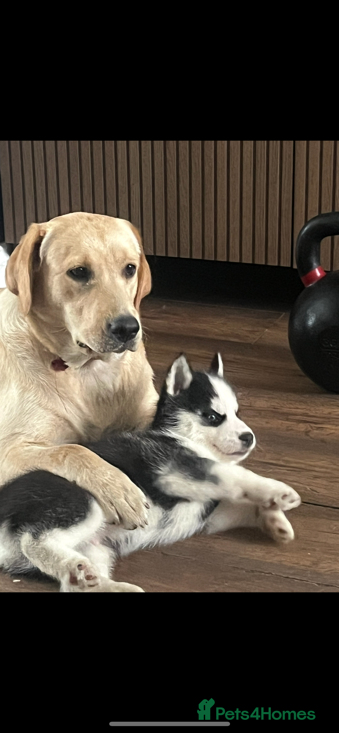 Siberian Husky dogs for sale: Beautiful Siberian husky puppies - Image 14