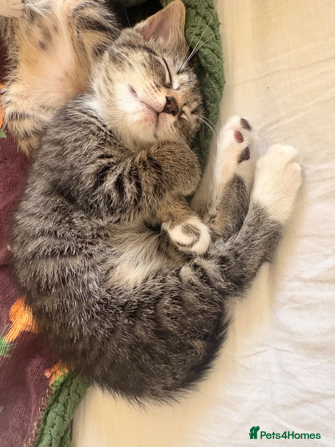 Domestic Shorthair cats for sale: Beautiful little kittens - Advert 2
