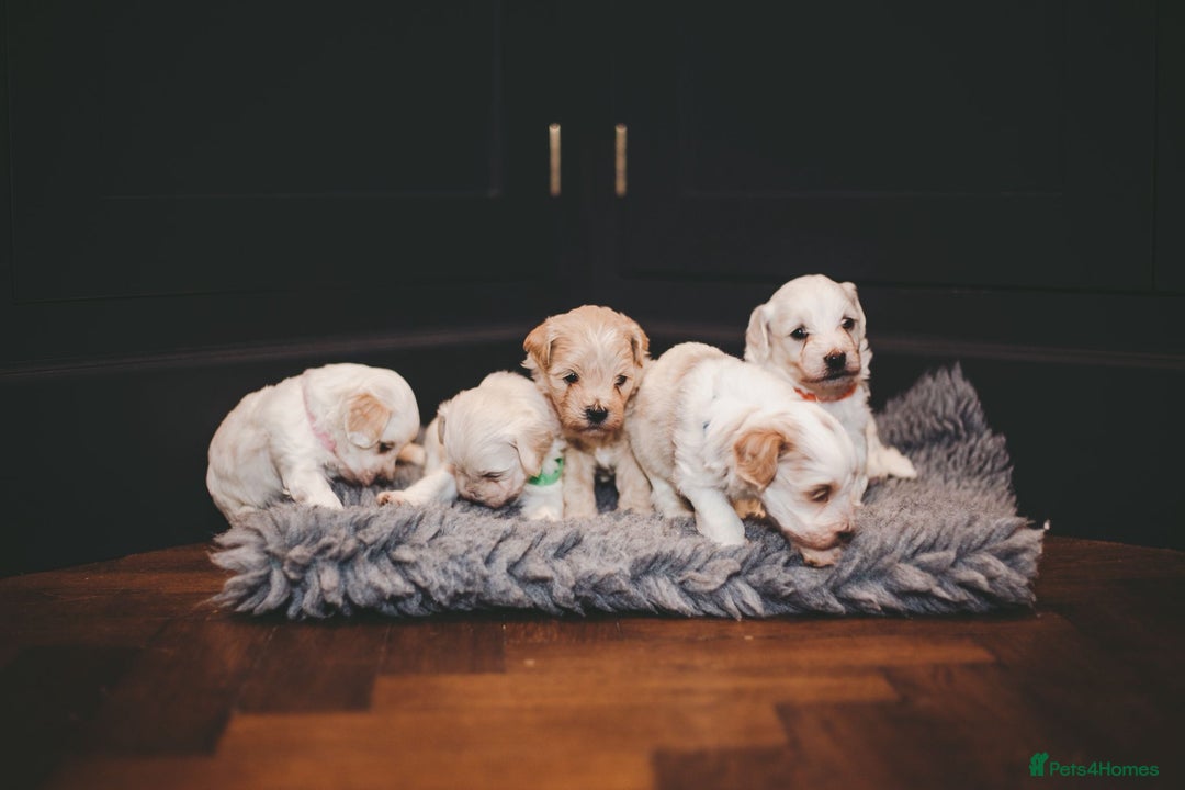 Maltipoo dogs for sale: BEST IN CLASS - F2 MALTIPOO PUPPIES - Advert 5